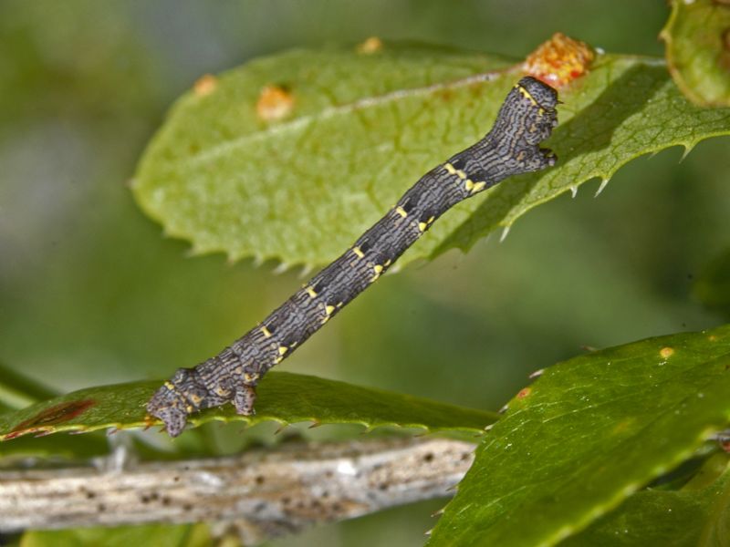 Un bruco a strisce gialle da ID: Lycia hirtaria - Geometridae